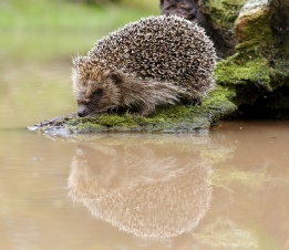 hedgehog